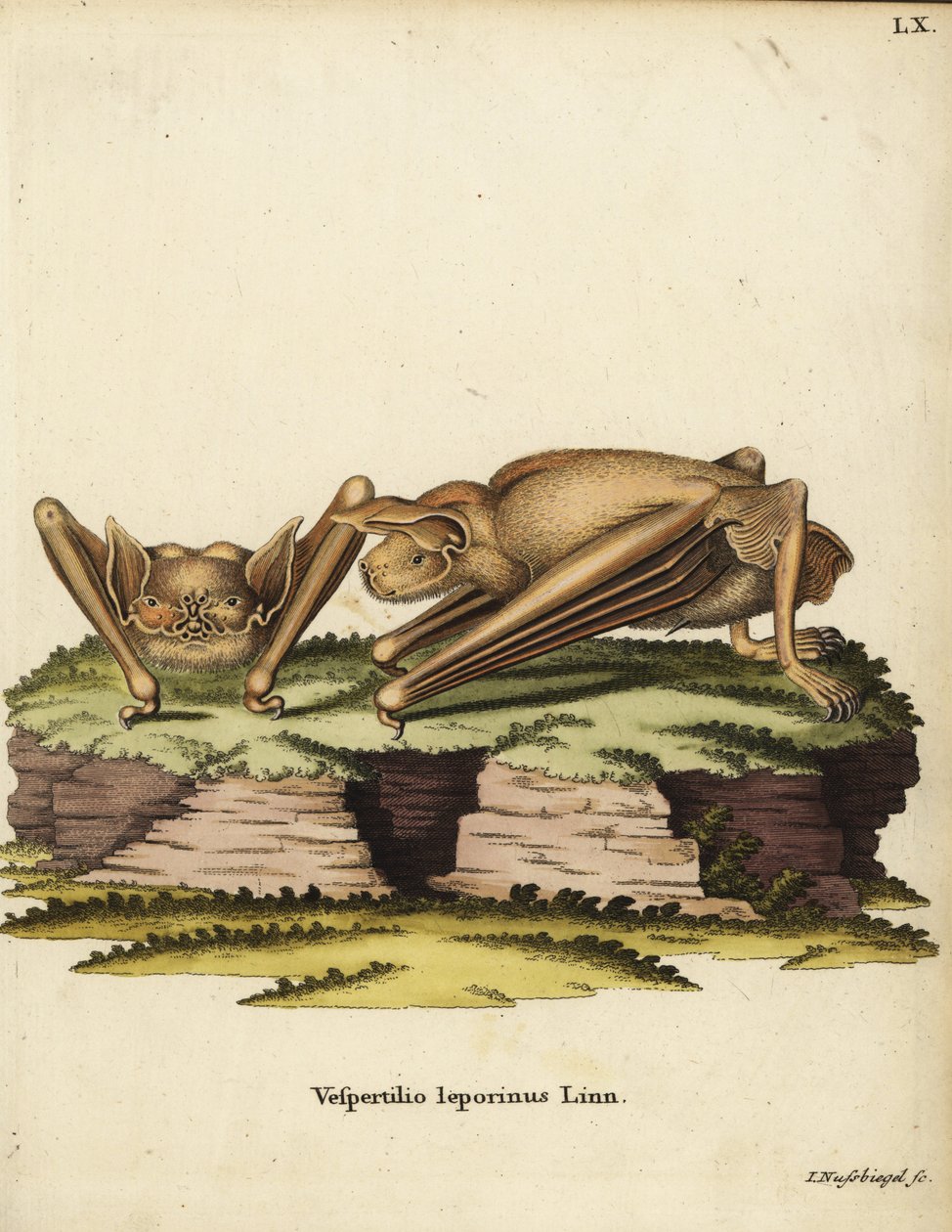 Grande chauve-souris bulldog, Noctilio leporinus. Vespertilio leporinus Linn. Gravure sur cuivre en couleur par Johann Nussbiegel de l