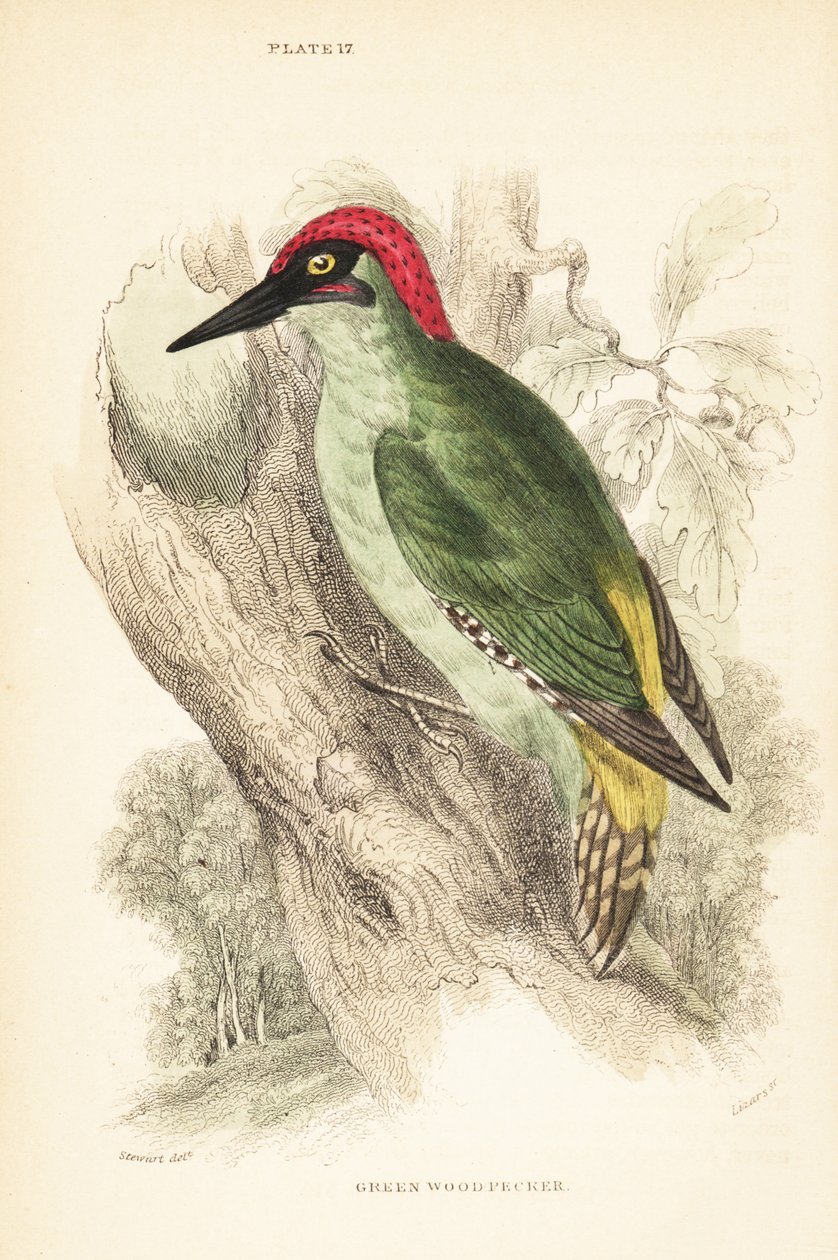 Pic vert, Picus viridis, perché sur un arbre. 1889 (gravure) - Unbekannter Künstler