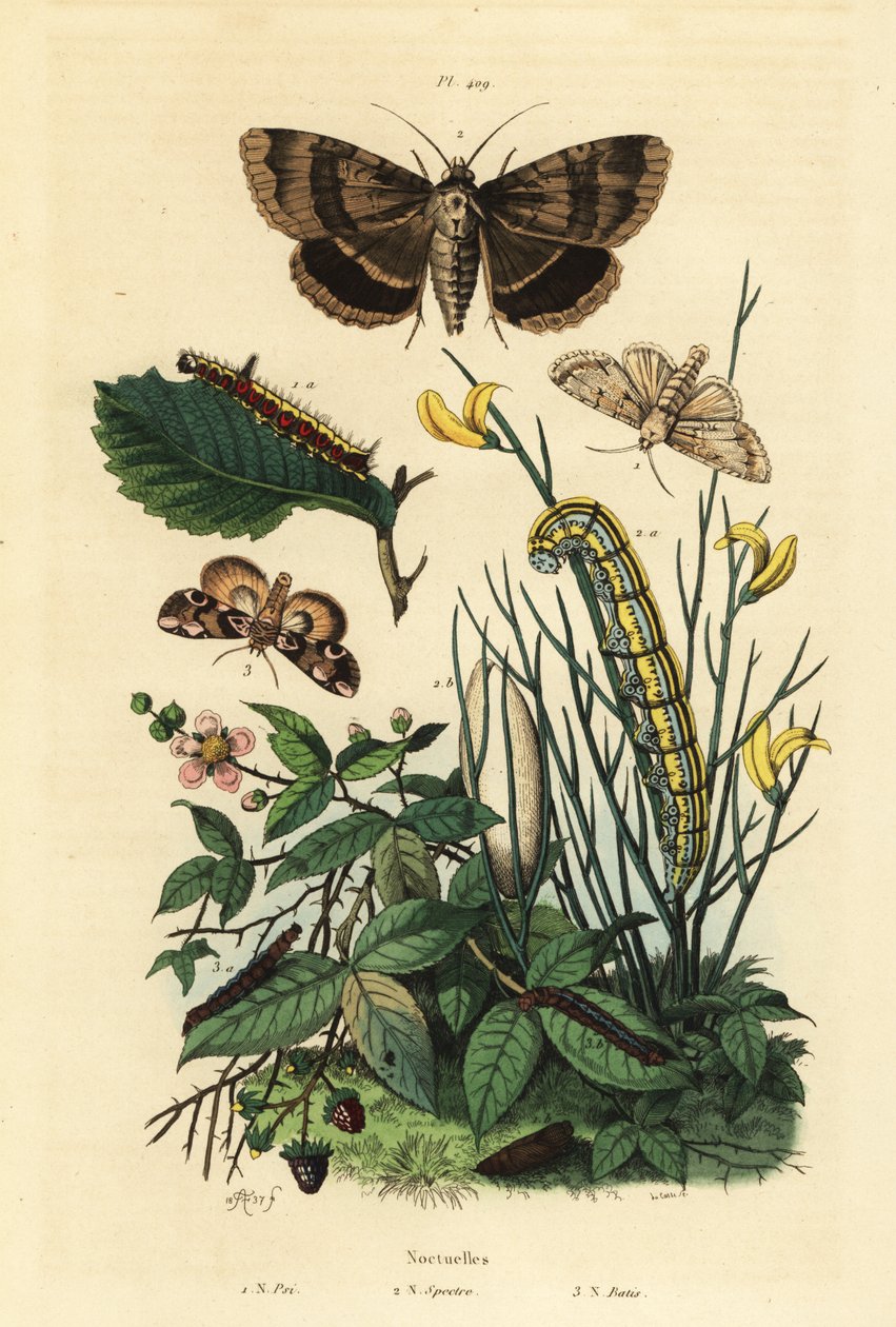 Dague grise et larve, Acronicta psi 1, phalène Apopestes spectrum et larve 2, papillon fleur de pêcher et chenille, Thyatira batis 3 - Unbekannt