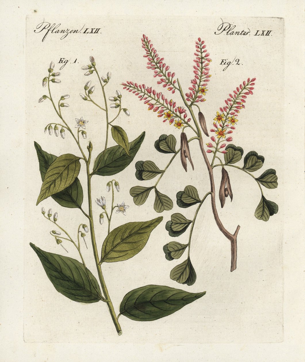 Arbre à benjoin, Styrax benzoin 1, et bois de campêche, Haematoxylon campechianum 2. Gravure sur cuivre coloriée à la main du "Bilderbuch für Kinder" (Livre d