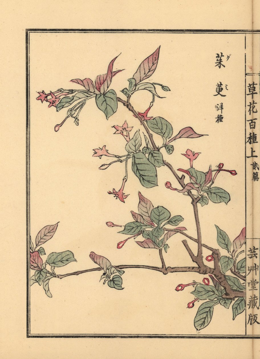 Gumi, Natsugumi oder Kirsch-Silberbeere, Elaeagnus multiflora. Beliebt als Zierpflanze oder Bonsai-Baum. Handkolorierter Holzschnitt von Kono Bairei aus Kusa Bana Hyakushu (Hundert Blumenarten), Tokio, Yamada von Unbekannter Künstler