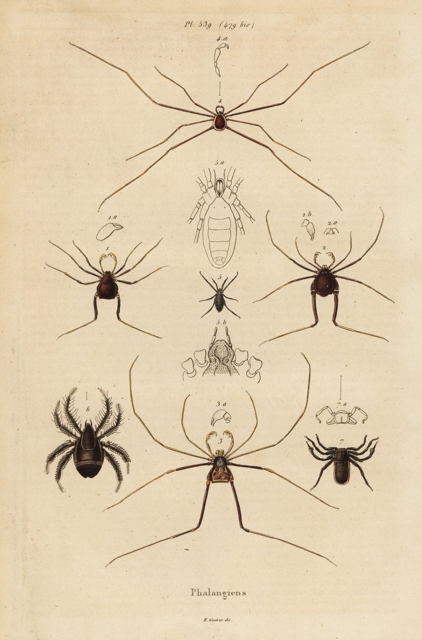 Faucheurs, faucheurs ou faucheux, espèces d