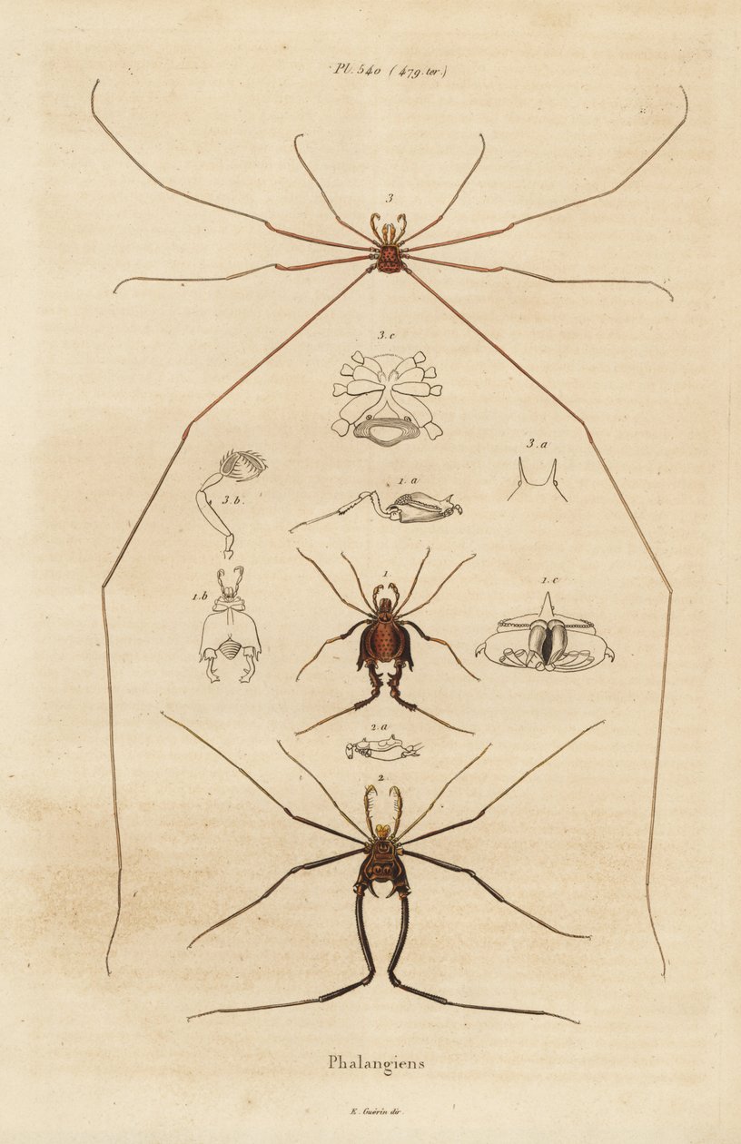 Faucheurs, faucheurs ou faucheux, espèces d