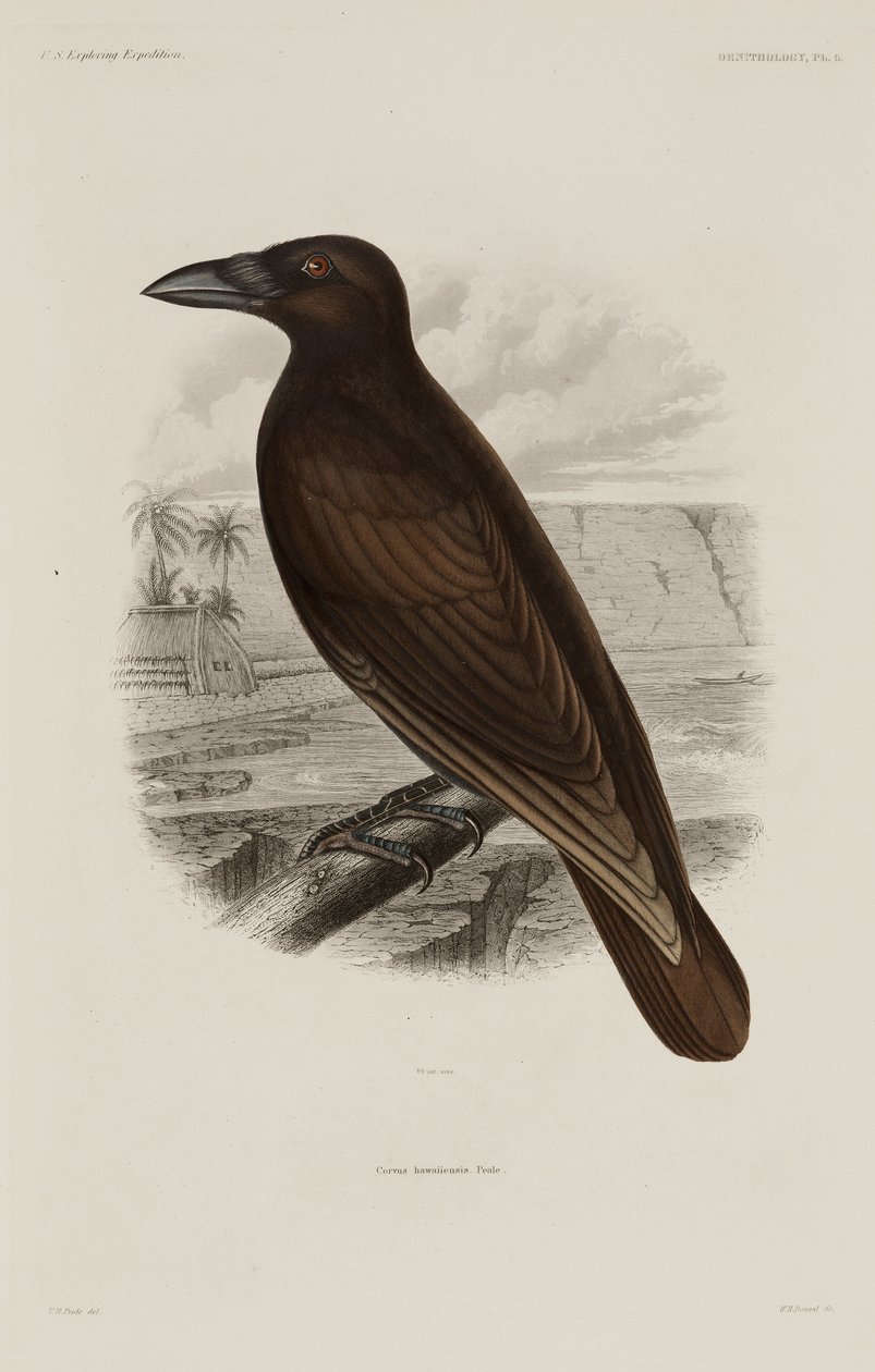 Corbeau hawaïen - Unbekannter Künstler