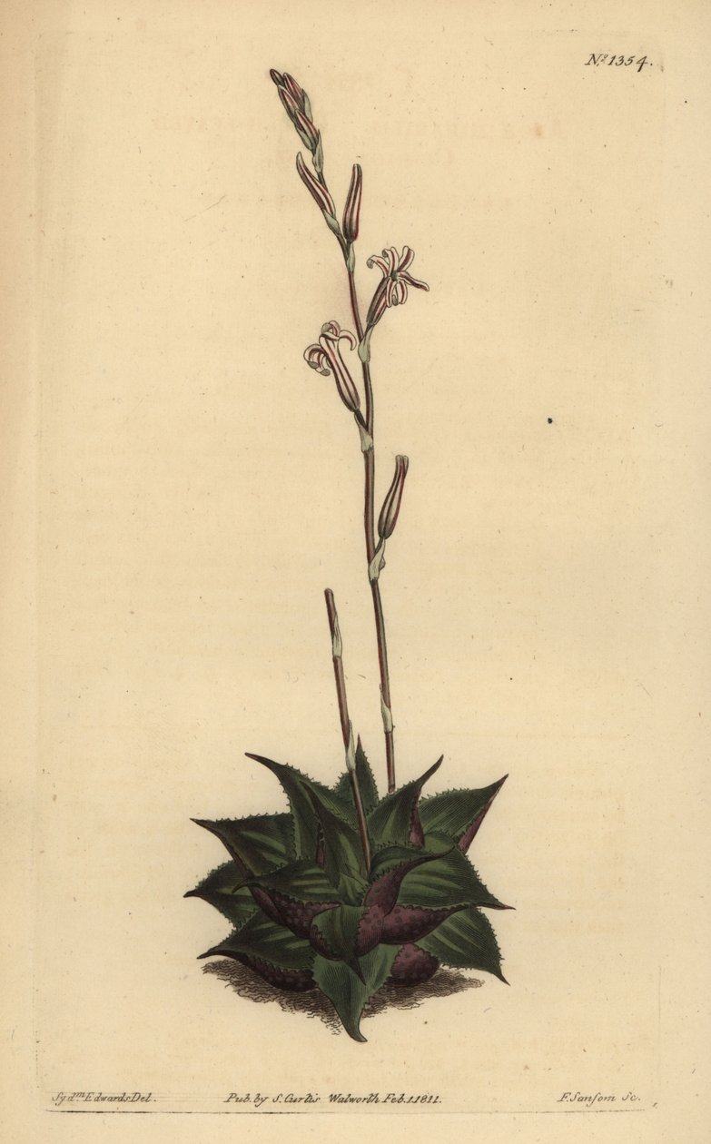 Haworthia mirabilis (Aloe à feuilles rugueuses, Aloe mirabilis) - Unbekannt