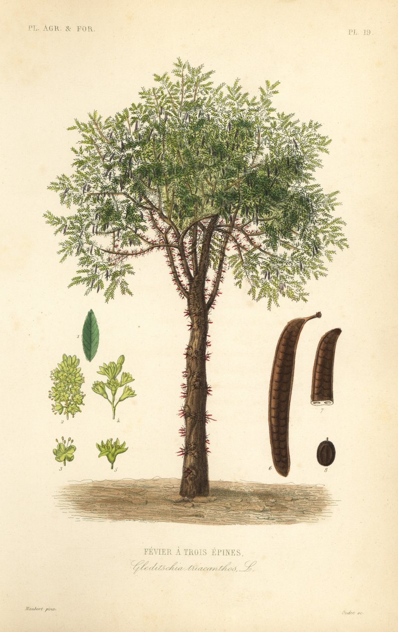 Févier à trois épines - Unbekannt