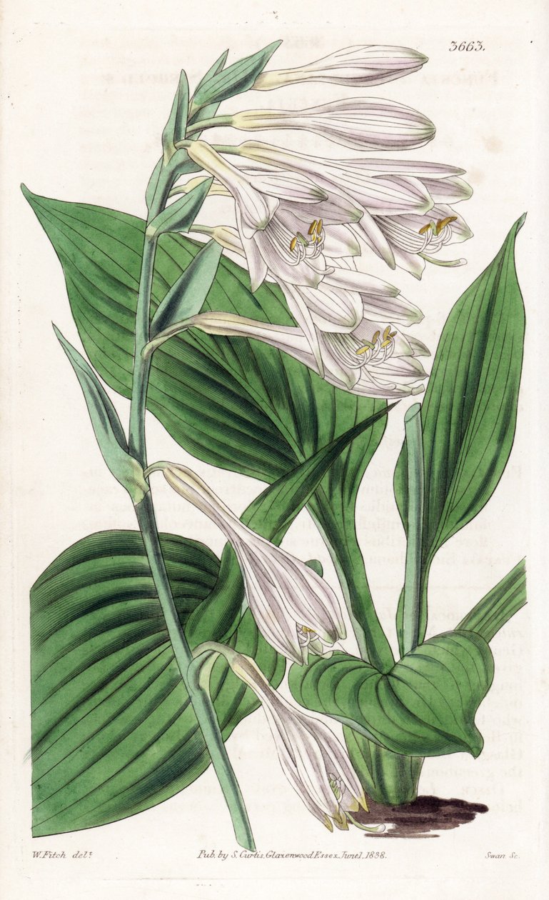 Hosta du Japon - Hosta sieboldii (funckia de Siebold) - Unbekannter Künstler