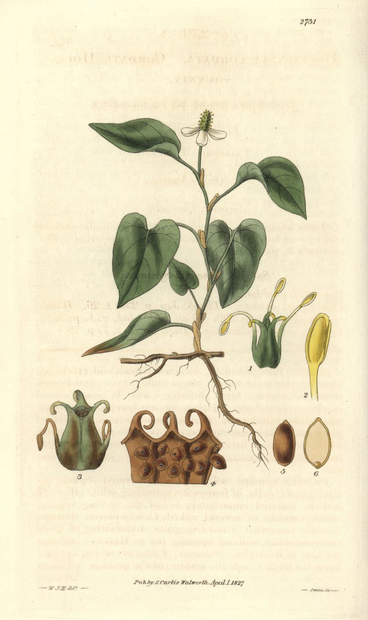 Houttuynia avec des fleurs blanches, avec des détails des fruits, pistil et étamines. Variété native d