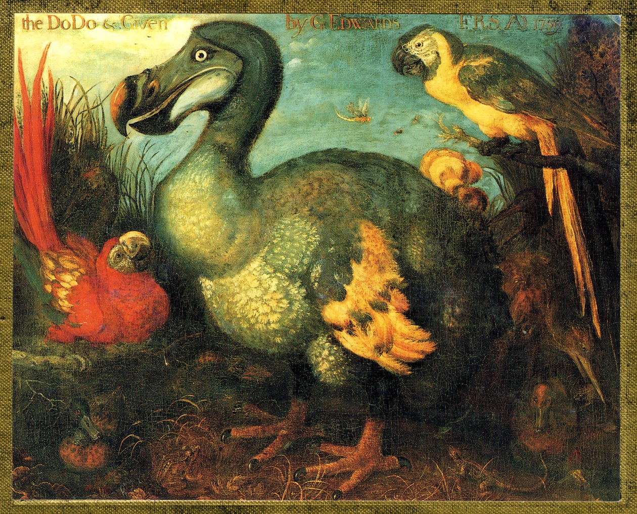 Illustration/Raphus cucullatus/Dodo de Maurice/Dronte - Unbekannt