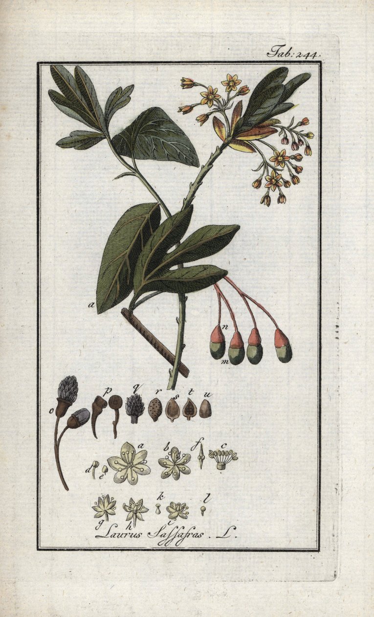 Laurier des Iroquois (Sassafras albidum). Lithographie de « Afbeelding der Artseny-Gewassen » par Johannes Zorn (1739-1799), Pays-Bas - Unbekannter Künstler
