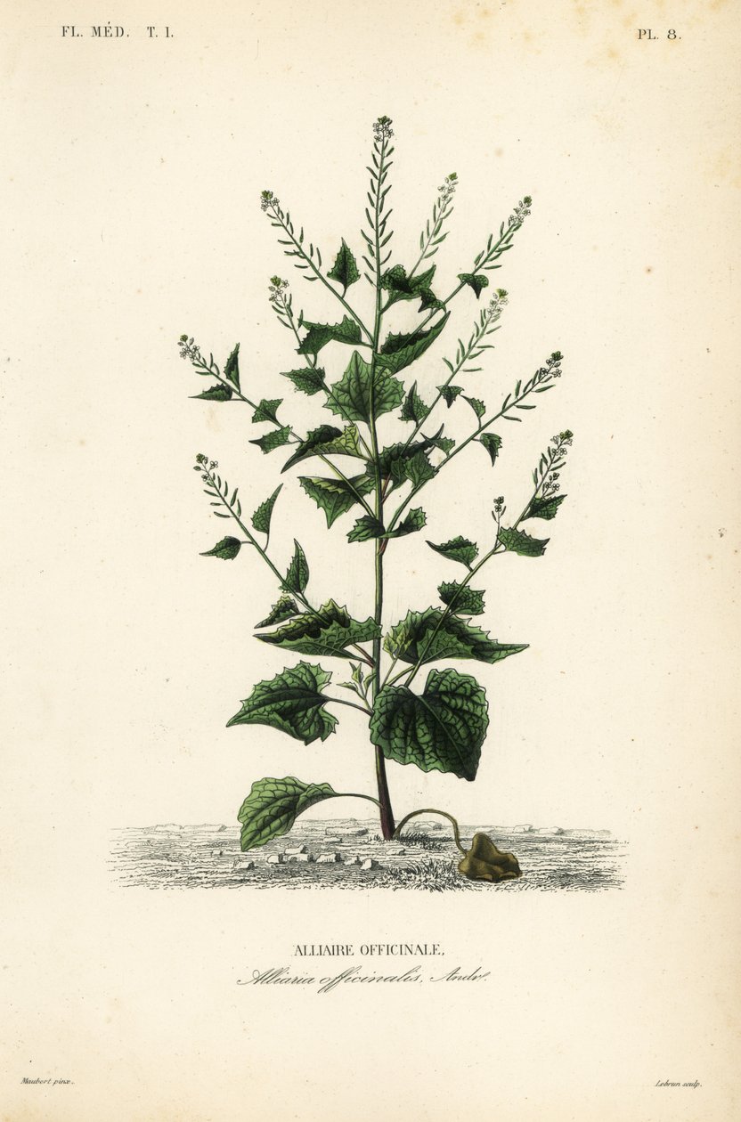 Alliaire officinale - Unbekannt