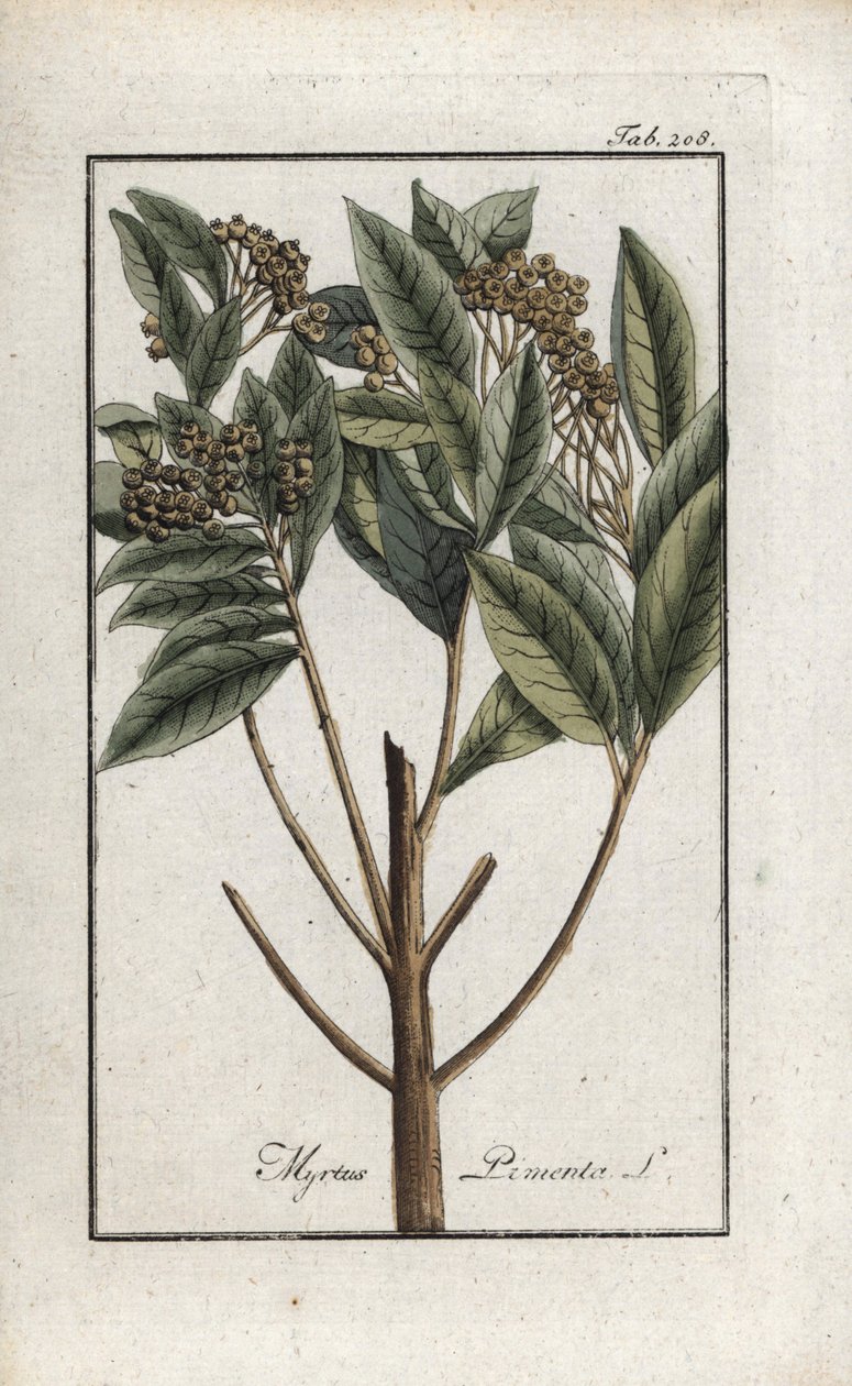 Poivre de la Jamaïque ou quatre épices ou poivre giroflée (Pimenta dioica). Lithographie de « Afbeelding der Artseny-Gewassen » par Johannes Zorn (1739-1799), Pays-Bas - Unbekannter Künstler