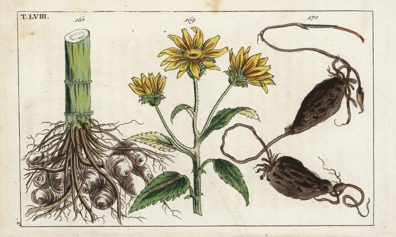 Topinambour (Helianthus tuberosus) - Unbekannter Künstler