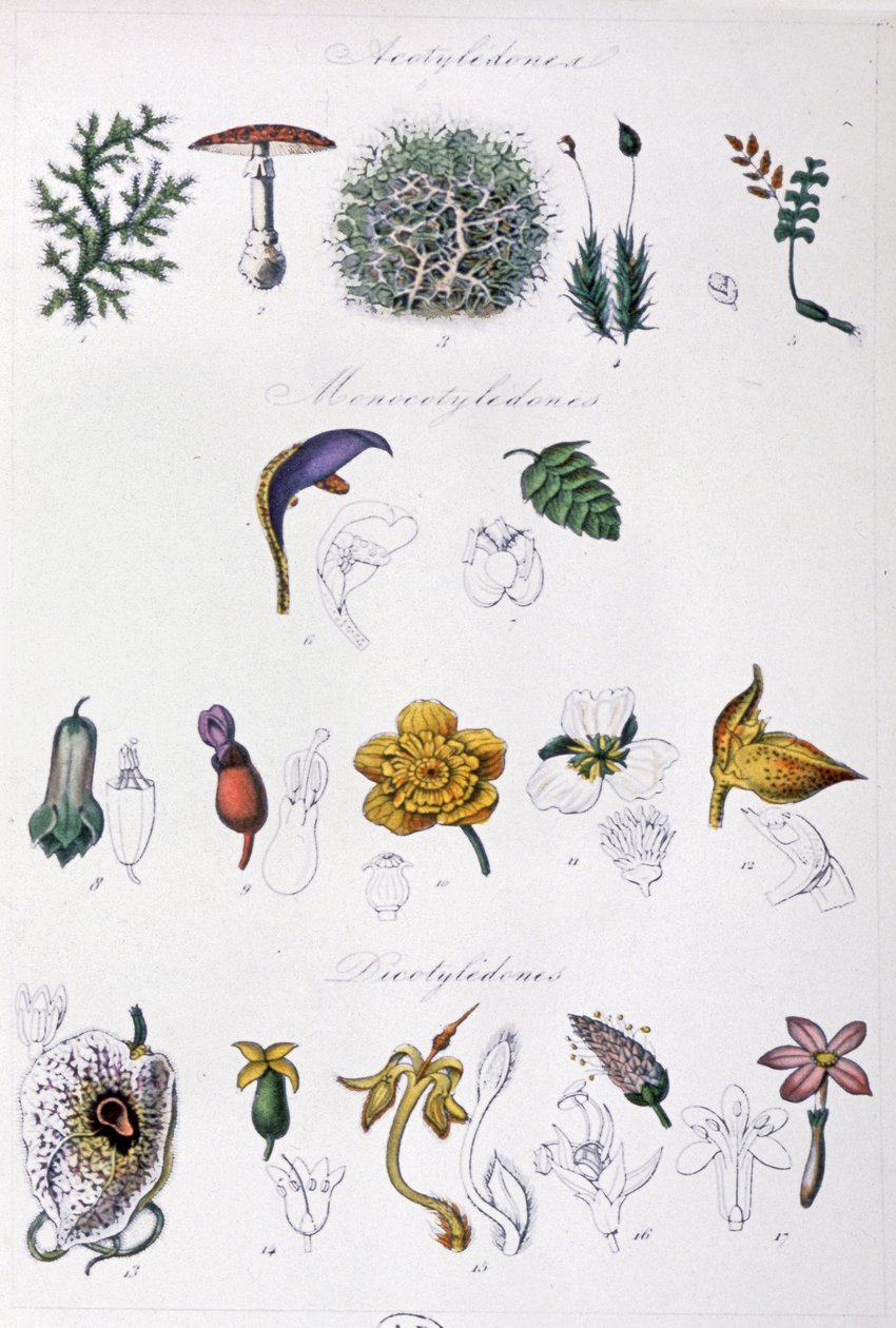 Méthode de Jussieu, vers 1850 - Unbekannter Künstler