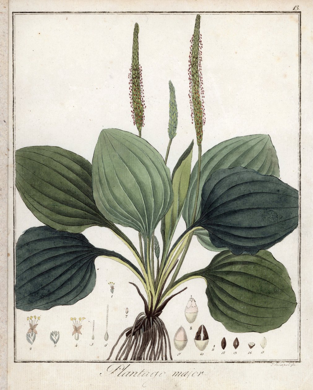 Grand plantain ou Plantain majeur - Lithographie de F. Guimpel, extraite de la botanique médicale de Friedrich Gottlob Haynes (1763-1832), Berlin - Unbekannter Künstler