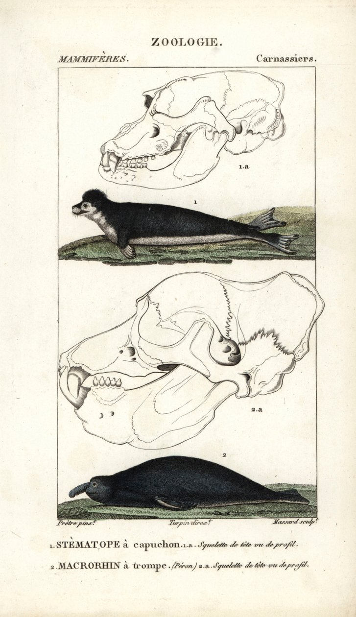 Le stematope à capuchon et le macrorhin à trompe ou éléphant de mer - Unbekannter Künstler