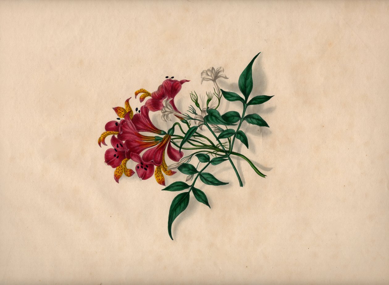 Lys (gravure en couleur) - Unbekannt