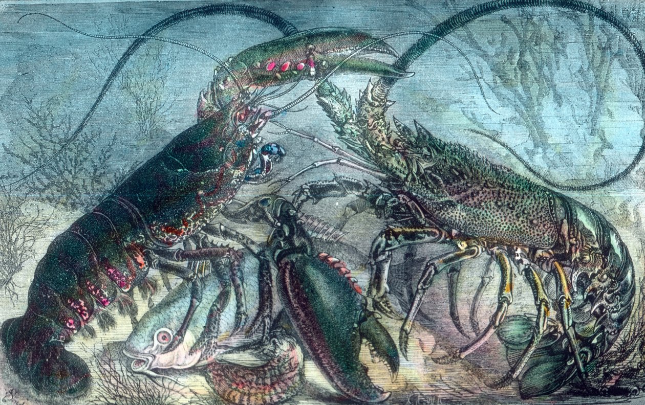 Homard et écrevisse - Unbekannter Künstler