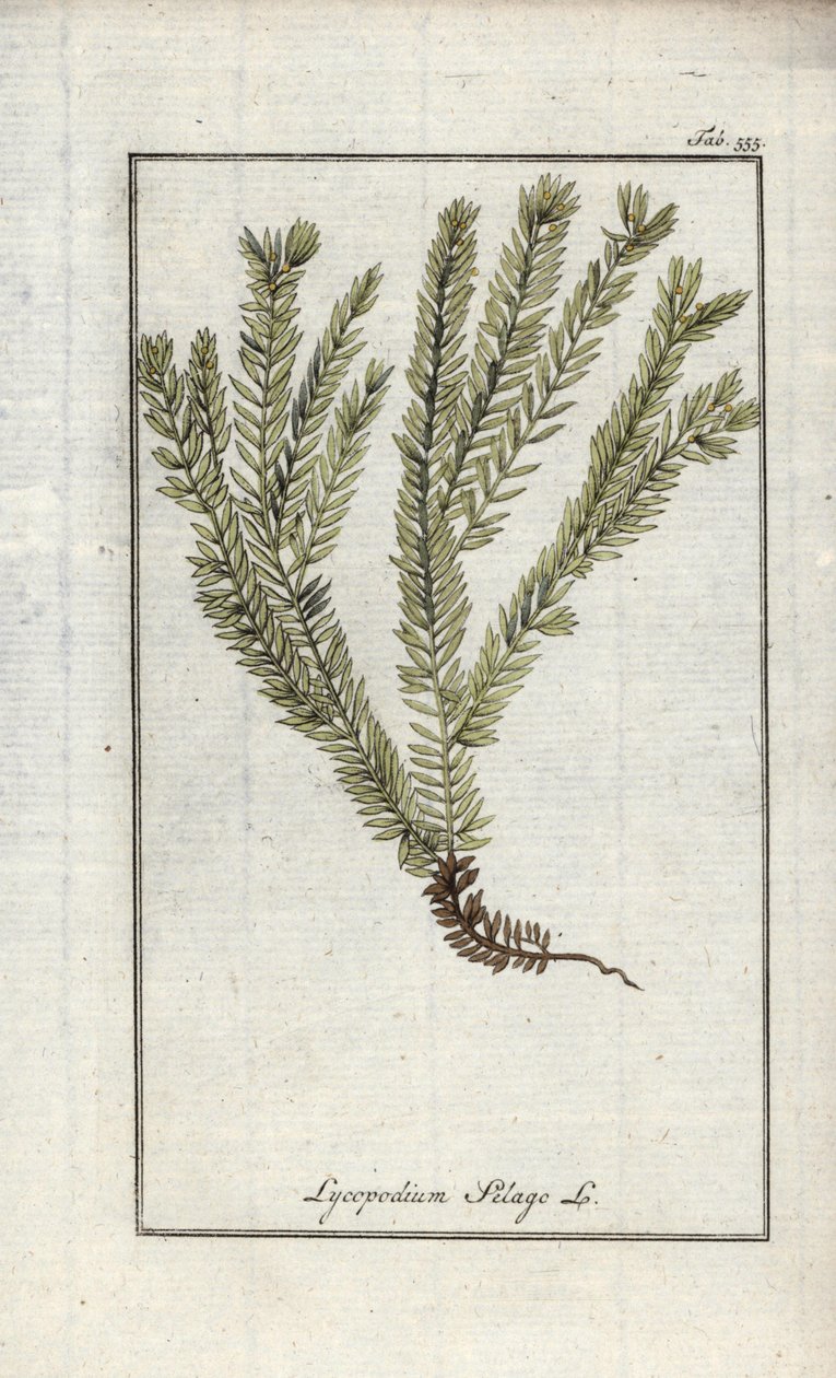 Lycopode officinal (Lycopodium clavatum). Lithographie de l