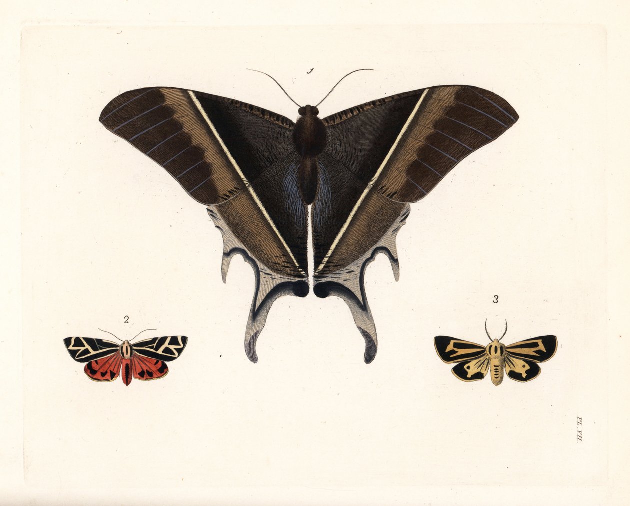 Papillon de nuit de Maclean, Lyssa macleayi 1, papillon de nuit cinnabar, Callimorpha phyllira 2, et papillon de nuit tigre Nais, Apantesis nais 3. Lithographie coloriée à la main de la nouvelle édition de « Illustrations of Exotic Entomology » de Dru Drur - Unbekannter Künstler
