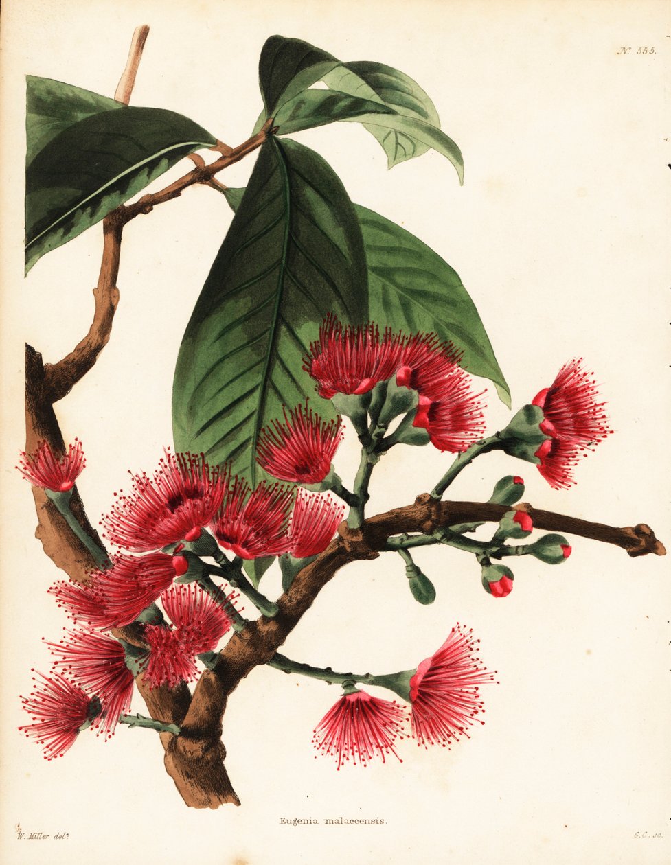 Pomme rose de Malaisie, Syzygium malaccense (Eugenia malaccensis) - Unbekannter Künstler