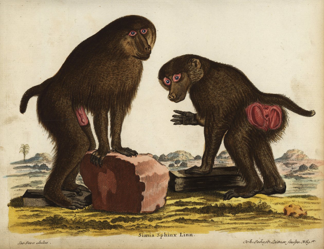 Mandrill, Mandrillus sphinx. Vulnérable. Simia sphynx Linn. Gravure sur cuivre en couleur par Johann Sebastian Leitner d