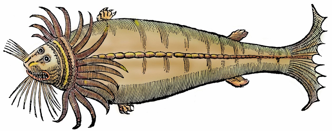 Créature marine, xylographie tirée de "Paralipomena accuratissima historiae omnium animalium quae in voluminibus Aldrovandi desiderantur" par Bartholomaeus Ambrosinus - Unbekannter Künstler