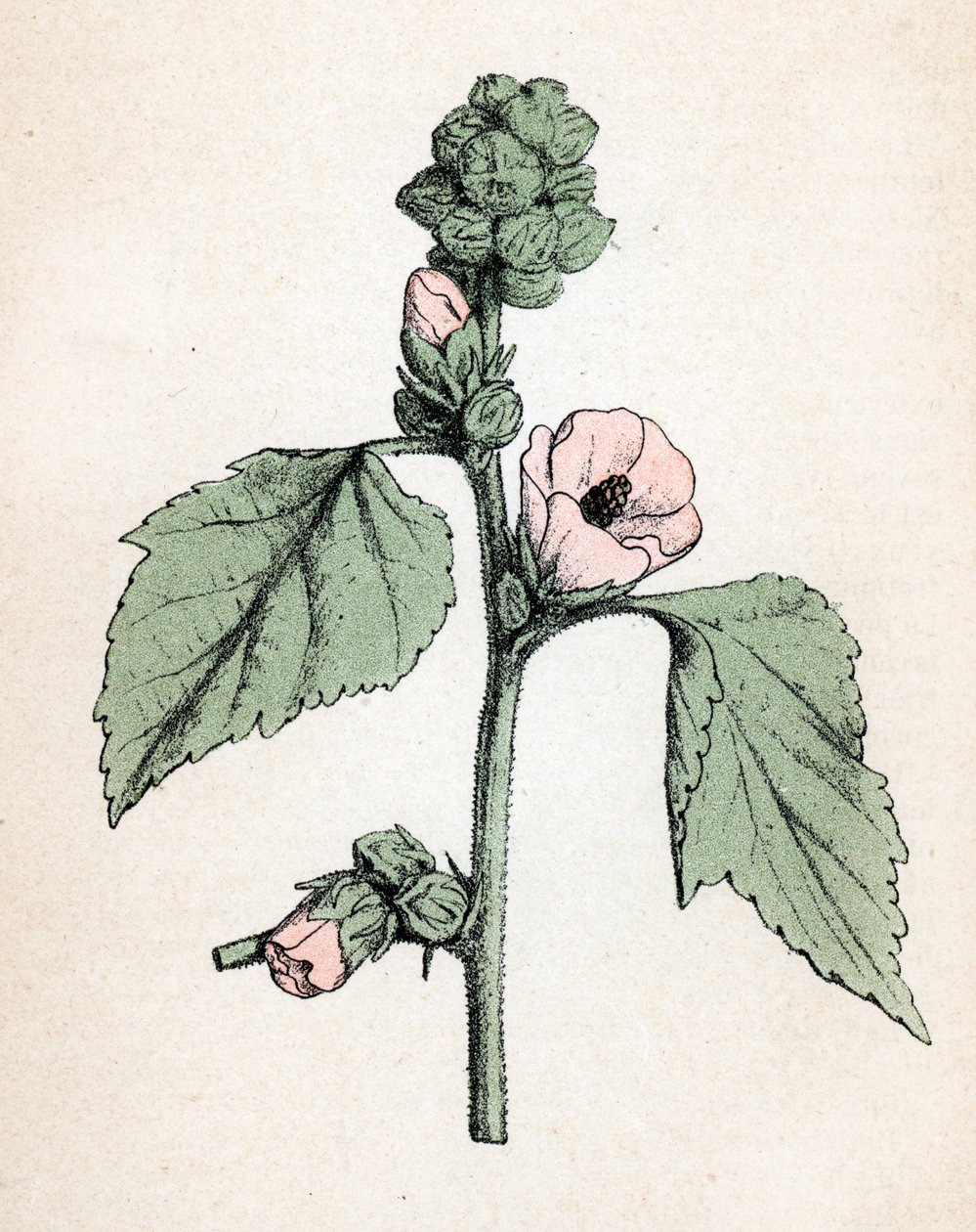 Guimauve officinale (Althaea officinalis) (Guimauve blanche) Planche botanique de l