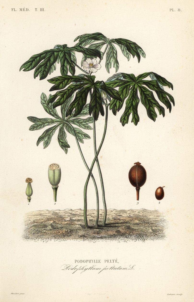 Podophylle pelté, Podophyllum peltatum - Unbekannt