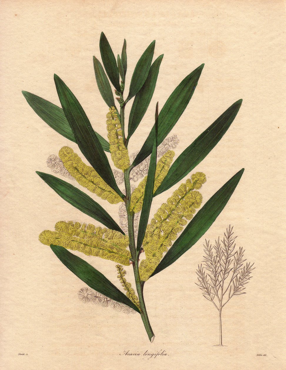 Chenille de mimosa (Acacia longifolia), illustration par R. Mills, dans The Botanist, série par Benjamin Maund - Unbekannter Künstler