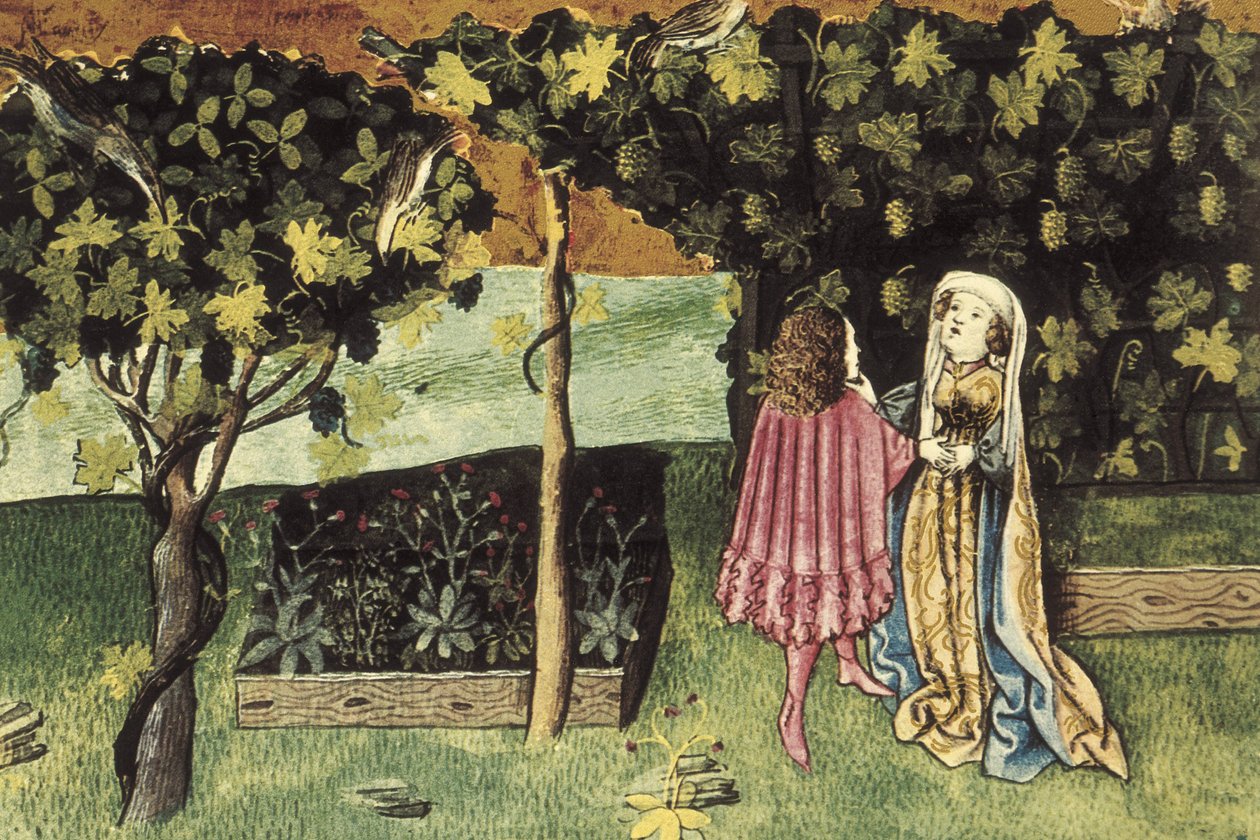 Miniature sur les raisins, fruit qui réduit la graisse abdominale et affine - IBN BUTLAN, Abu-l Hasan al-Mujtar (c. 1001 - 1066). Médecin et philosophe chrétien nestorien de Bagdad. Folio 83r. Illustration sur les raisins, fruit qui réduit la graisse abdom - Unbekannter Künstler