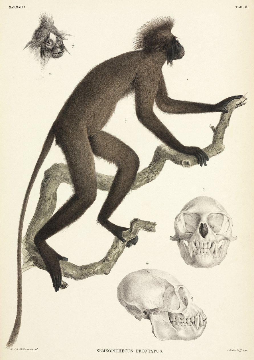 Détails de singe et de crâne, Sumatra, Indonésie - Unbekannt