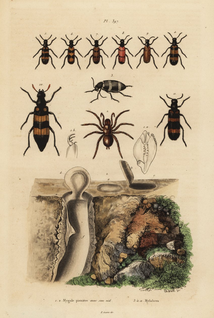 Mygale à porte-trappe et son nid, et coléoptères, espèces de Mylabris - Unbekannt
