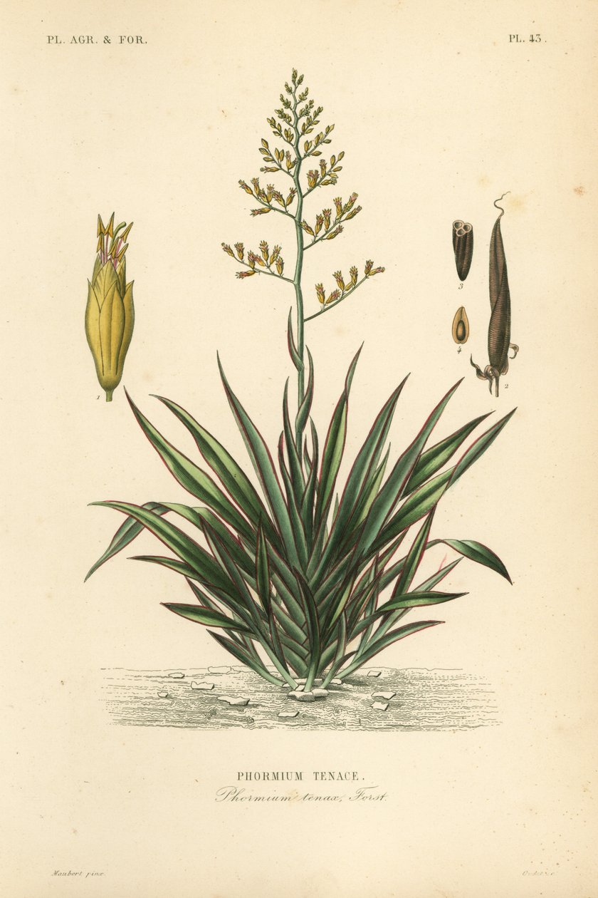 Lin de Nouvelle-Zélande, Phormium tenax - Unbekannt