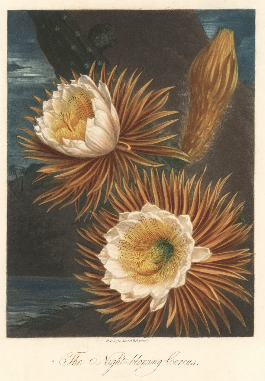 Floraison nocturne du pitaya ou fruit du dragon. Eau-forte, tirée de The Temple of Flora, par Dr. Robert Thornton (1768-1837) - Unbekannter Künstler