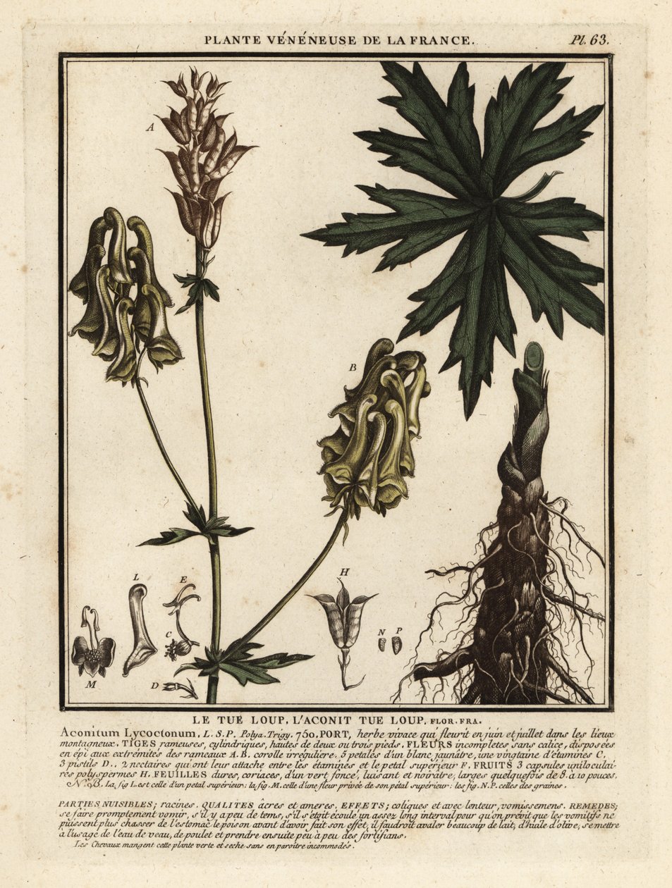 Aconit tue-loup, Aconitum lycoctonum - Unbekannter Künstler