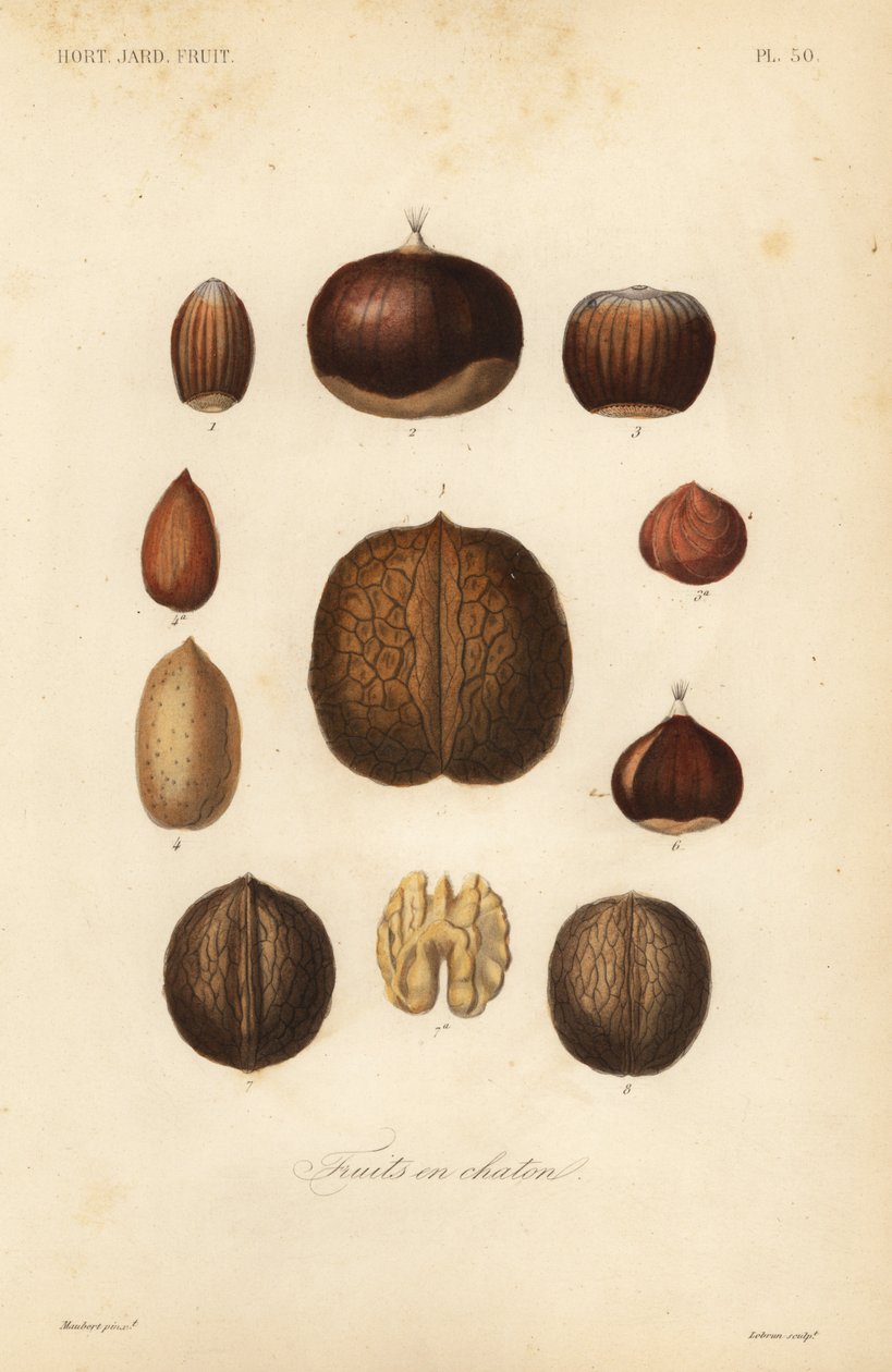 Fruits en chaton - Unbekannt