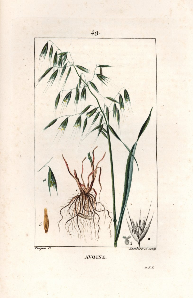 Avoine cultivée ou avoine byzantine - Gravure par Lambert fils, d