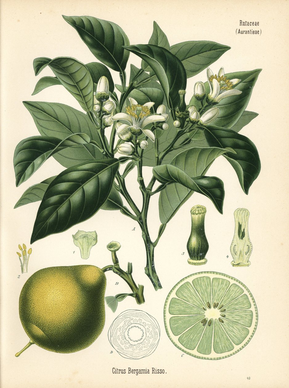 Bergamote orange, Citrus bergamia. Chromolithographie d