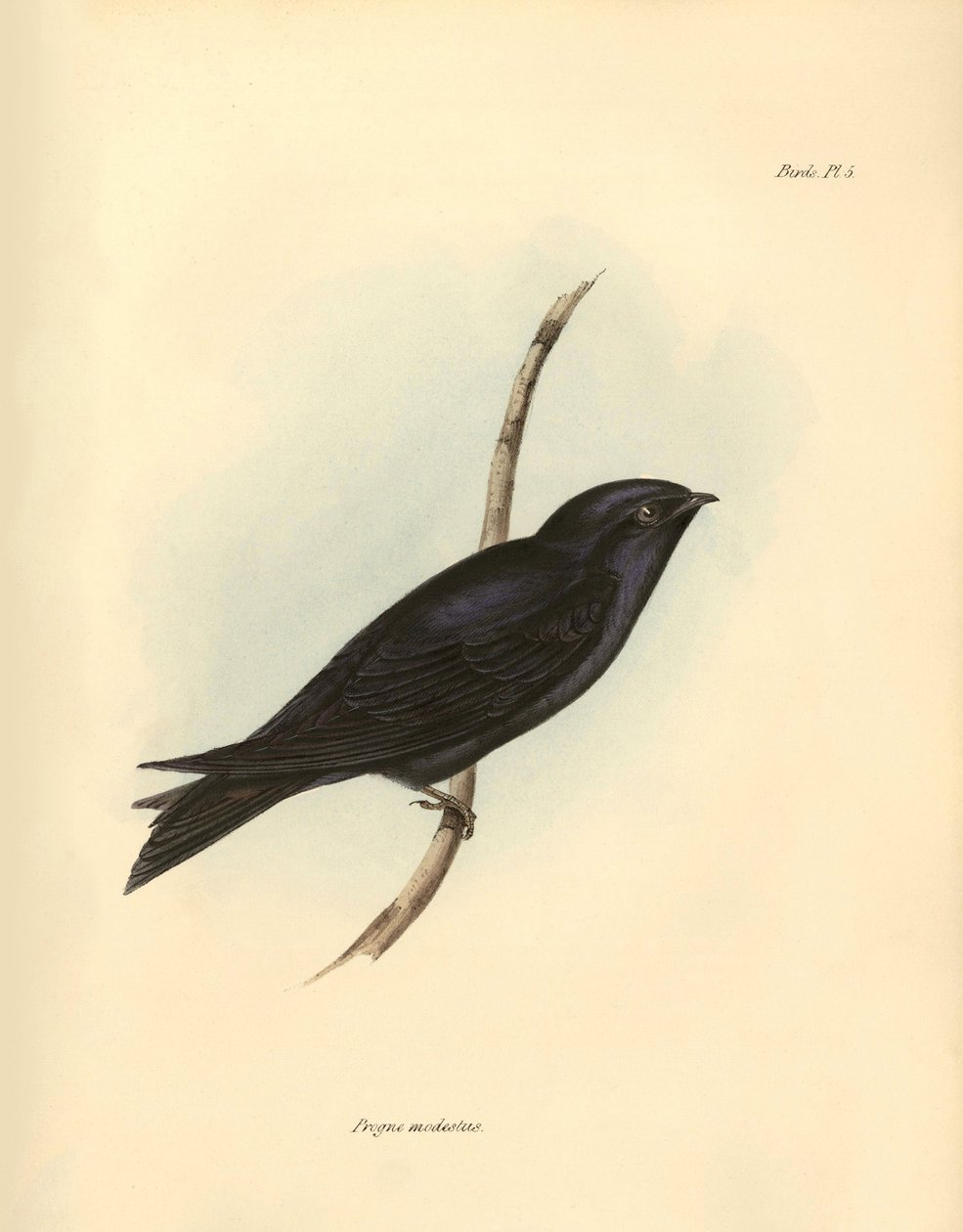 Ornithologie : "Progne modestus" de la famille des hirondelles décrit par Charles Darwin lors de son expédition à bord du Beagle. Planche de "The zoology of the voyage of H.M.S. Beagle. Flight. III, Birds described by John Gould" - Unbekannter Künstler