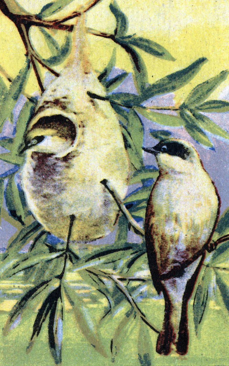 Ornithologie : rémiz (Remiz pendulinus) (Rémiz penduline) Chromolithographie XIXe siècle Collection privée - Unbekannter Künstler