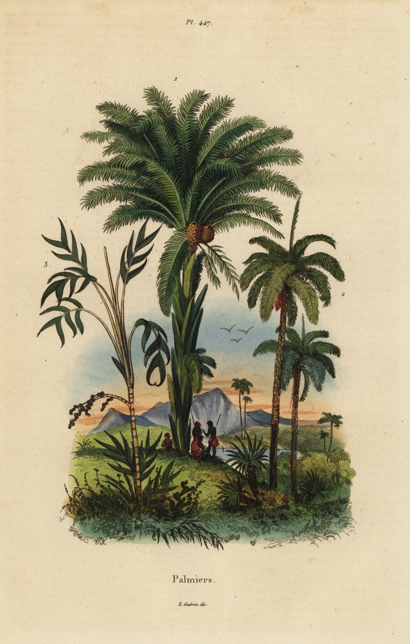 Palmiers : palmier dattier, Phoenix dactylifera 1, espèce Attalea 2, et espèce Geonoma 3 - Unbekannt
