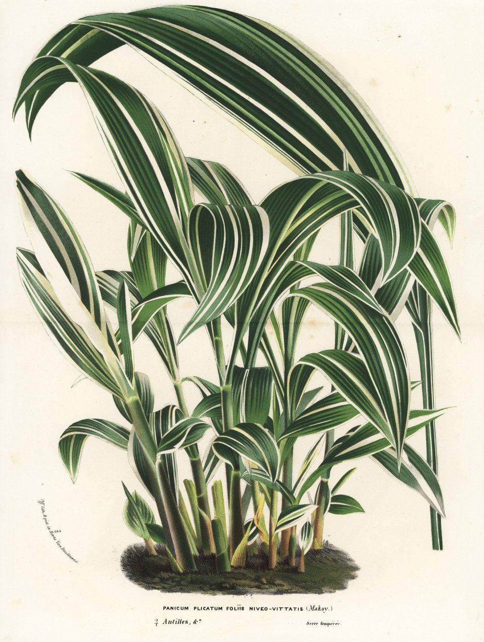Herbe à palmier, Setaria palmifolia (Panicum plicatum foliis level-vittatis). Lithographie coloriée à la main de "Flore des Serres et des Jardins de l