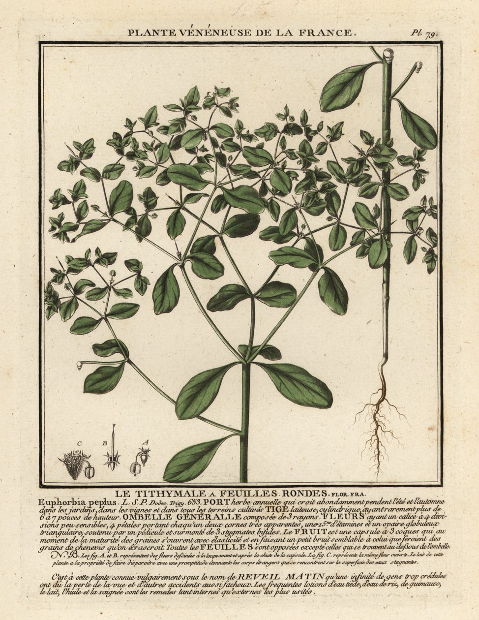 Euphorbe réveille-matin, Euphorbia peplus - Unbekannter Künstler