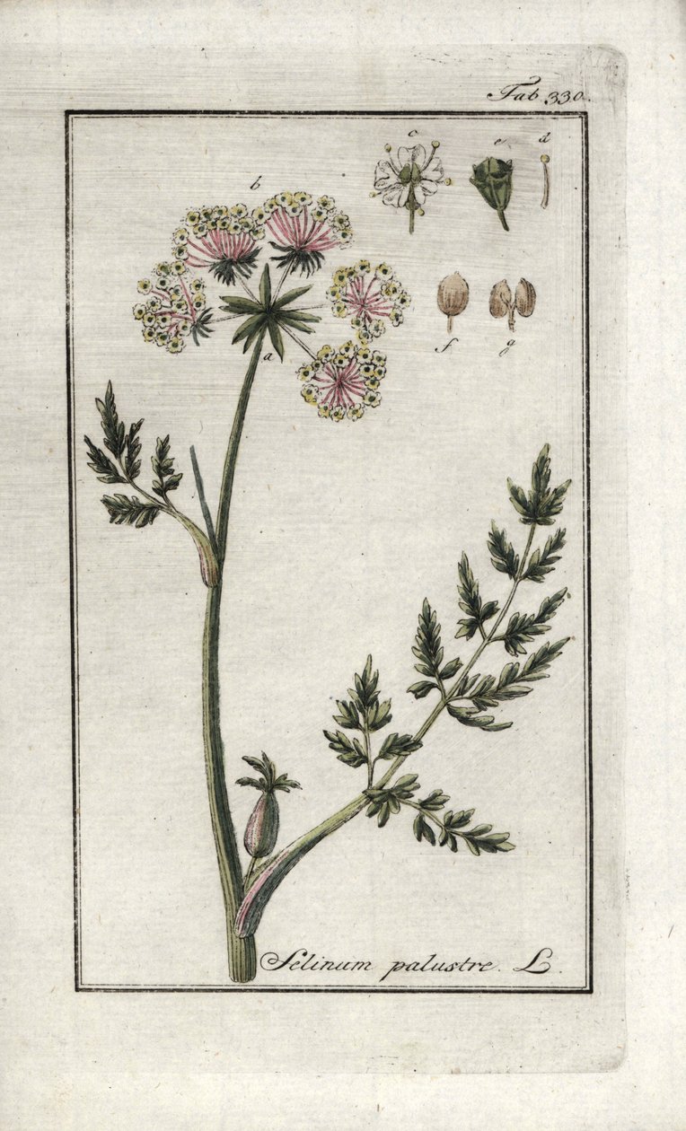 Peucedan des marais ou persil des marais (Selinum marsh). Lithographie de « Afbeelding der Artseny-Gewassen » par Johannes Zorn (1739-1799), Pays-Bas - Unbekannter Künstler