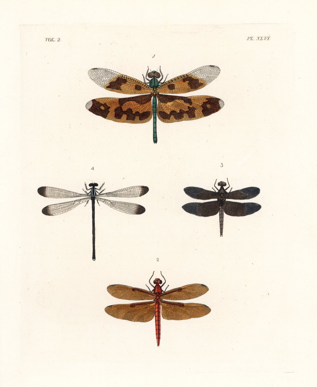 Libellule à ailes ornées, Rhyothemis variegata 1, libellule forestière fauve, Neurothemis fulvia 2, libellule de rizière pie, Neurothemis tullia 3, et demoiselle ombragée, Palaemnema paulina 4. Lithographie colorée à la main tirée de la nouvelle édition de - Unbekannter Künstler
