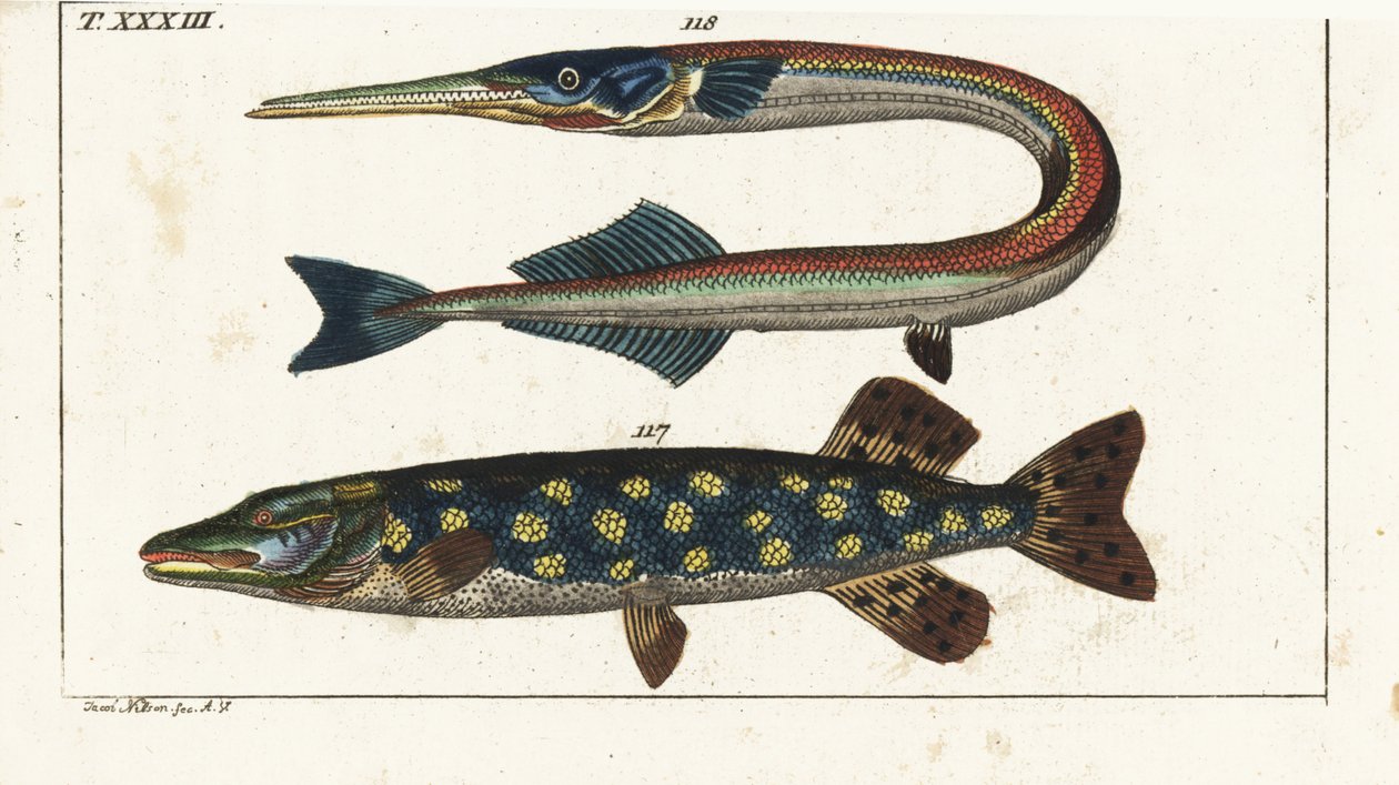 Brochet (ou brochet du nord) - Orphie - Brochet du nord, Esox lucius 117, et aiguille de mer ou orphie, Belone belone 118. Gravure en cuivre colorée à la main d