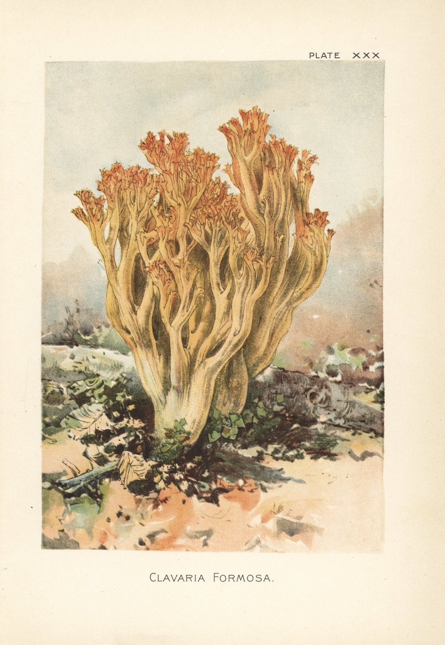 Champignon corail rose ou belle clavaria, Ramaria formosa (Clavaria formosa) - Unbekannter Künstler