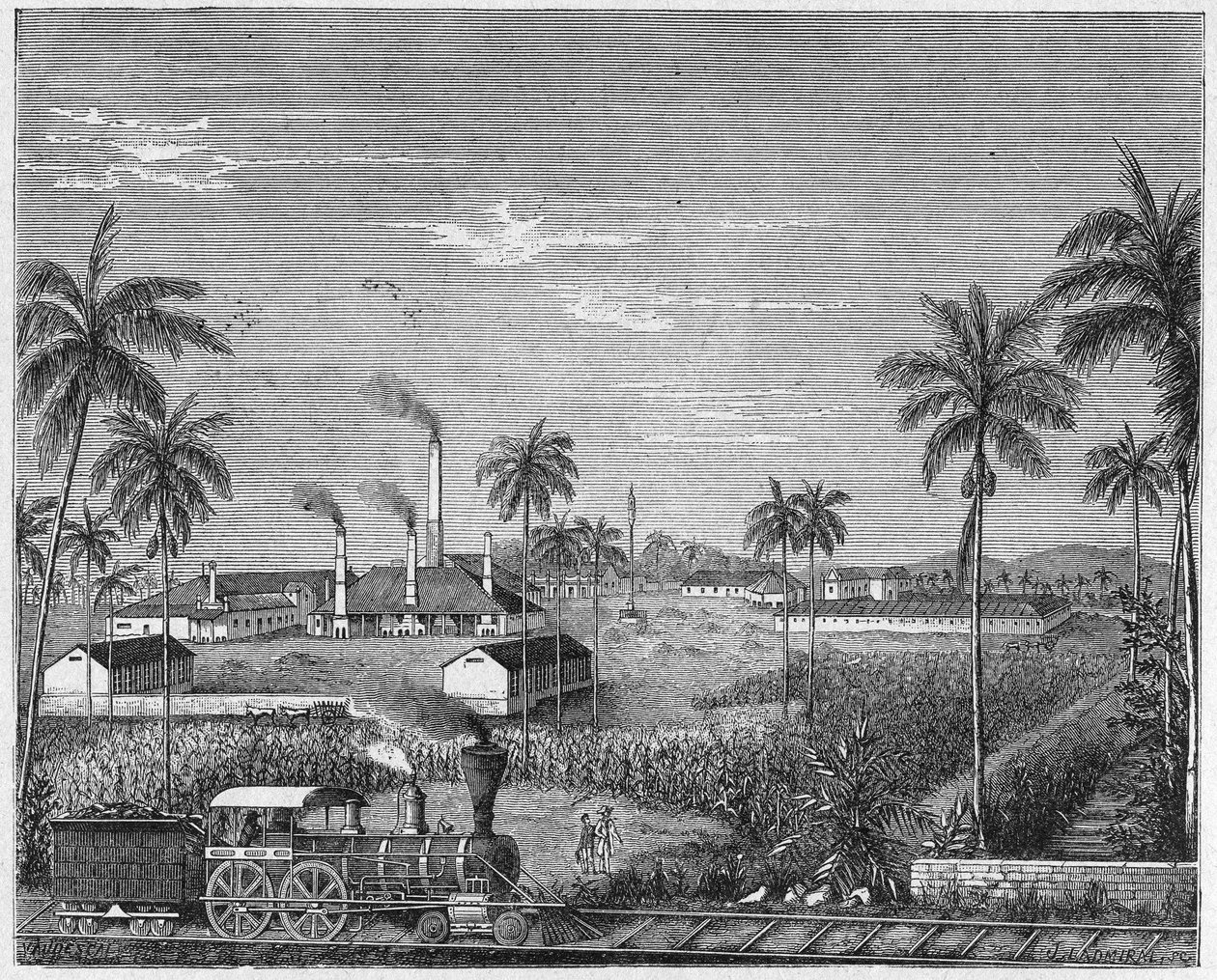 Plantation de canne à sucre à Cuba, vers 1880 (gravure) - Unbekannter Künstler