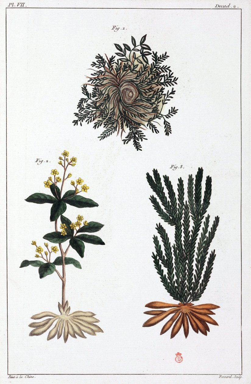 Plantes médicinales, Chine - Unbekannt